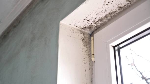 Best Mold Remediation Experts  in Haymarket, VA