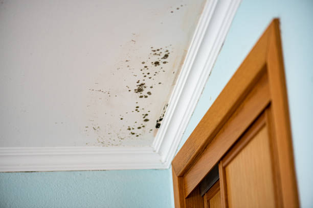 Mold Removal Process in Haymarket, VA