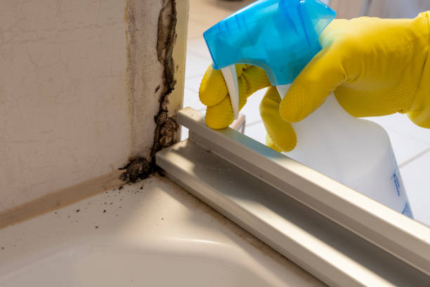 Best Best Mold Removal Companies  in Haymarket, VA