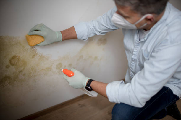 Best Crawl Space Mold Removal  in Haymarket, VA