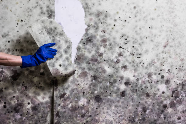 Best Home Mold Removal  in Haymarket, VA