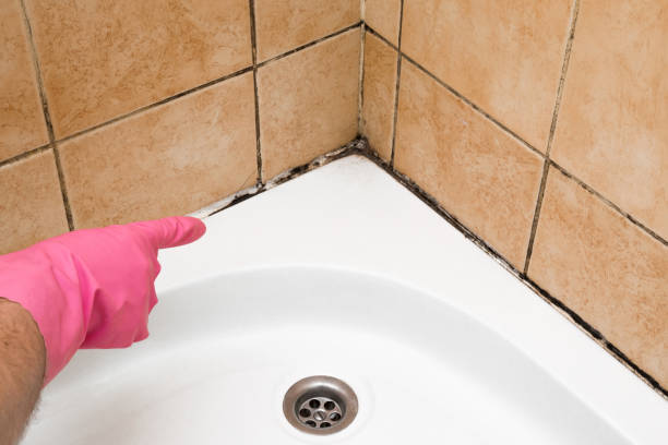 Home Mold Removal in Haymarket, VA
